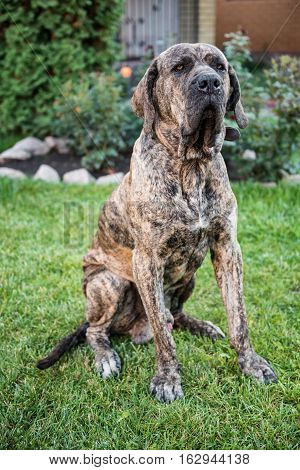 big dog sitting on the green grass in the garden. Brazilian fila