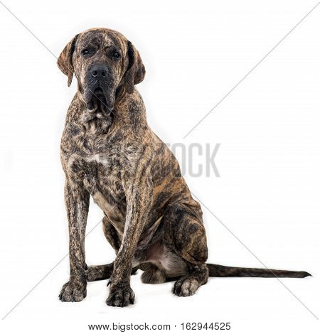 Big dog sitting isolated on white background. Brazilian fila.