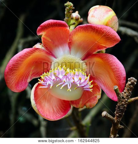 The flower of the sacred Bo tree. Shallow depth of field