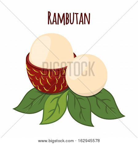 Rambutan tropical fruit. Exotic vitamin nutrition. Juicy ripe fruit in flat vector style. Natural organic rambutan.
