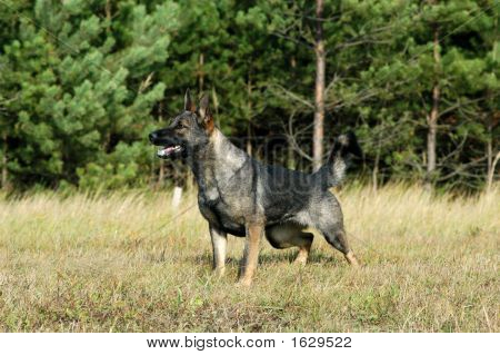 Deutscher Schäferhund 