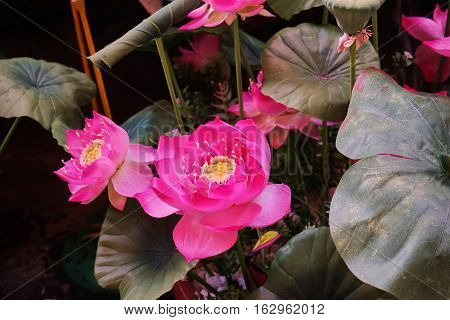 This image is about Lotus , bangkok thailand