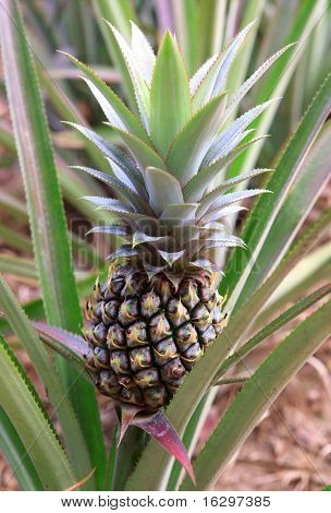 Ananas rośnie