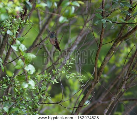 Buff-bellied hummingbird on turks cap flower in South Texas.