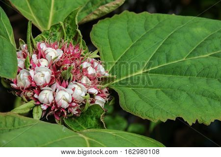 white flower ball beautiful of fragrant in bloom on tree with copy space for add text