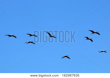 National Bird Sanctuary is located in the Hula Valley in northern Israel.