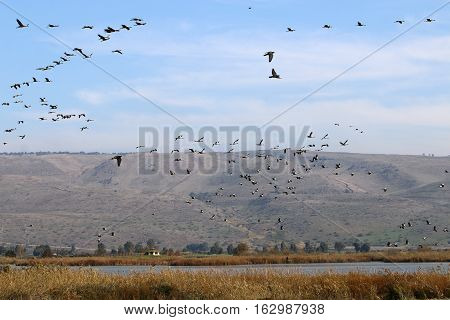 National Bird Sanctuary is located in the Hula Valley in northern Israel.