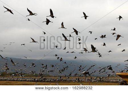 National Bird Sanctuary is located in the Hula Valley in northern Israel.
