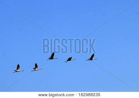 National Bird Sanctuary is located in the Hula Valley in northern Israel.