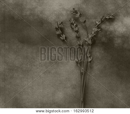 Dry lavender on marble - condolence card with deepest sympathy