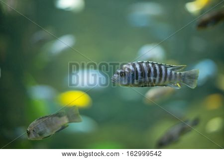Colorful Fish Swimming In An Aquarium