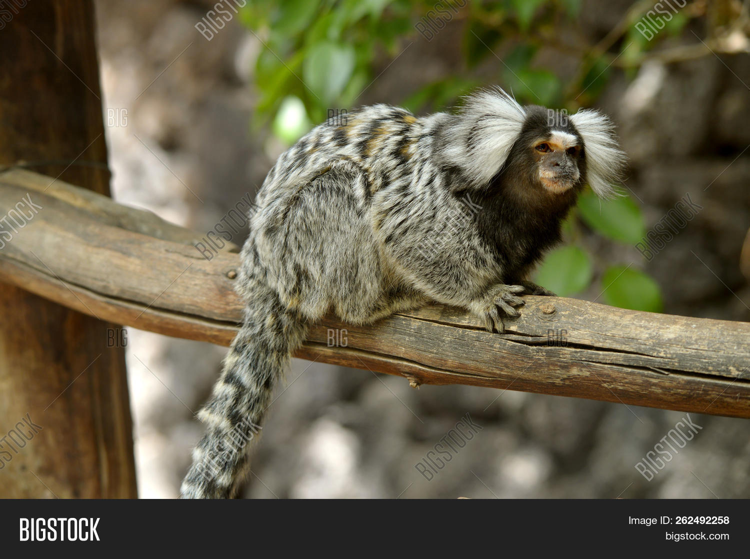 Бразилия белоухая игрунка. Игрунка обыкновенная мармозетка. Игрунка обыкновенная. Обезьяна с белыми ушами. Мартышка блондинка фото.