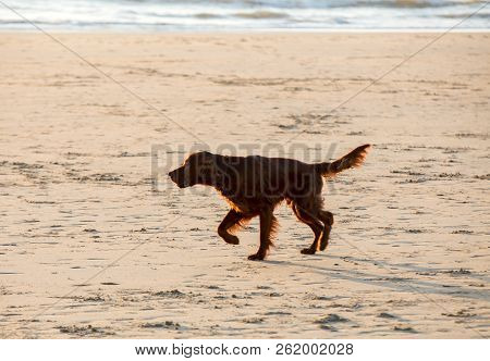 Red Setter Dog Having Fun On A Beach