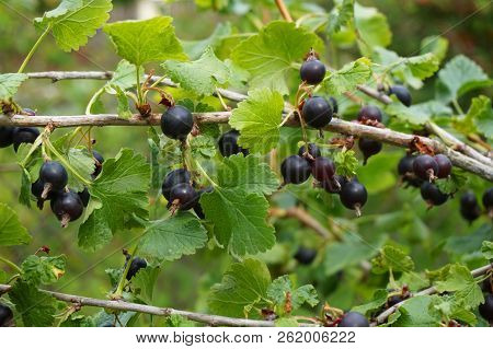 Fresh Jostaberry Fruits