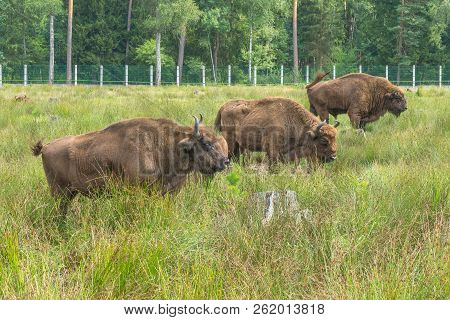 European Bison (bison Bonasus), Standing On Grass Covered Meadow