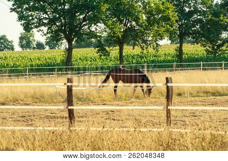 A Brown Horse On A Farm In Germany. The Horse Eats Grass. It Is Located Behind The Fence