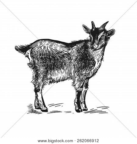 Farm Animal. Goat. Isolated Realistic Image On White Background. Handmade Drawing. Vintage Sketch. V