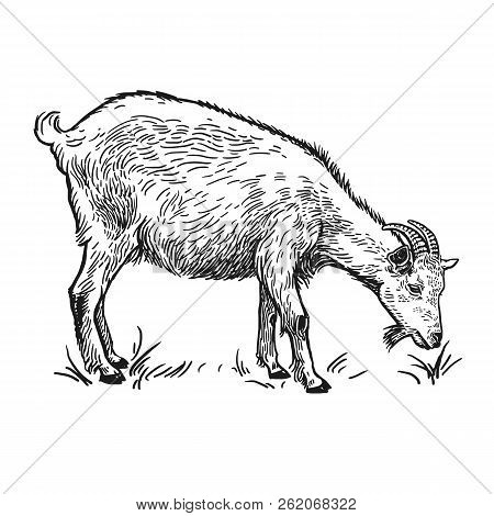Farm Animal. Goat. Isolated Realistic Image On White Background. Handmade Drawing. Vintage Sketch. V