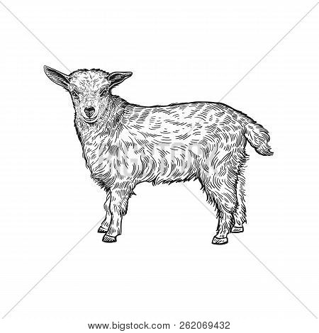 Farm Animal. Lamb. Isolated Realistic Image On White Background. Handmade Drawing. Vintage Sketch. V