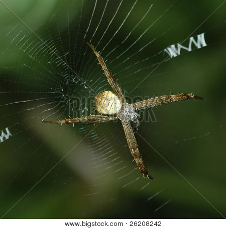 Joven araña Argiope