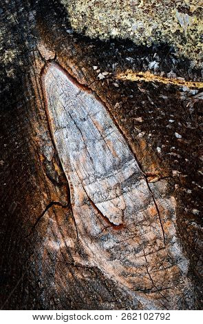 Nature Background Sawn Twig On A Tree Trunk