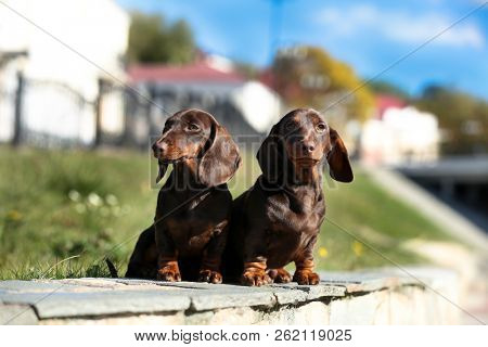 Tvo Dachshunds sit on the background of the urban landscape
