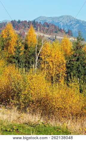 Morning Autumn Slopes (with Colorful Trees) Of Carpathians (yablunytskyj Pass, Ivano-frankivsk Oblas