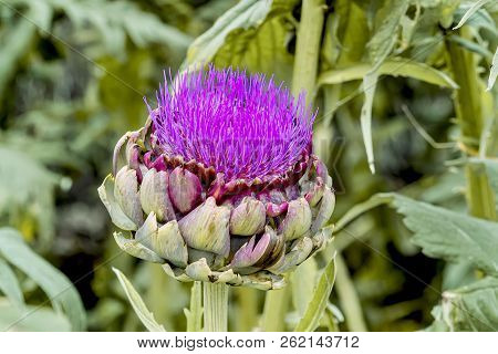 Vegetable Artichoke With Blossom In Summer, Cynara Cardunculus, Bavaria, Germany, Europe