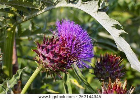 Vegetable Artichoke With Blossom In Summer, Cynara Cardunculus, Bavaria, Germany, Europe