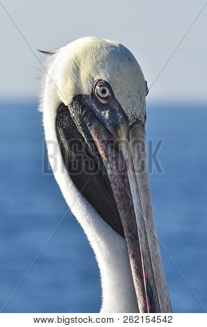 Close Us Of The Head And Beack Of A Pelican