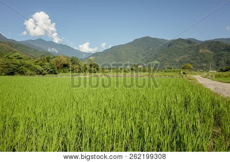 landscape of green paddy farm at countryside