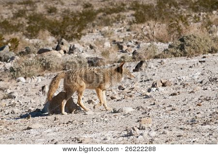 Coyote (canis latrans) nella valle della morte