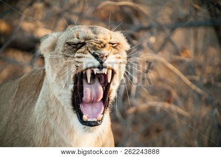 South Africa Closeup Of A Lioness Screaming On Savannah At Dusk. Kapama Private Game Reserve. South 