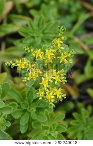 Golden Carpet Evergreen Sedum - Latin Name - Phedimus Takesimensis