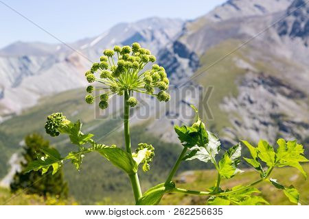 Flower Kurai In The Mountains Of Siberia Altai.