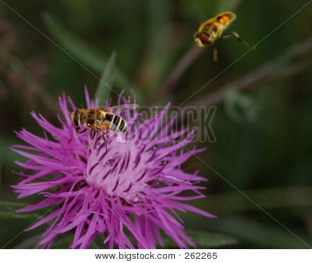 Wilde Blumen und Bienen