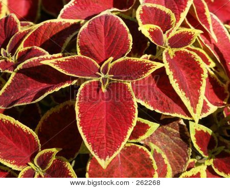 Blume dekorativ
