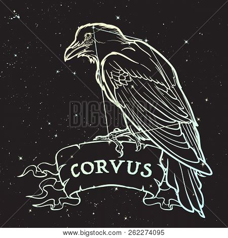 Constellation Of Corvus. Black Raven Sitting On A Banner With A Sign. Accurate Line Drawing Isolated