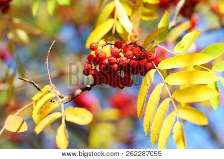 Rowan On A Branch. Red Rowan. Rowan Berries On Rowan Tree. Sorbus Aucuparia.