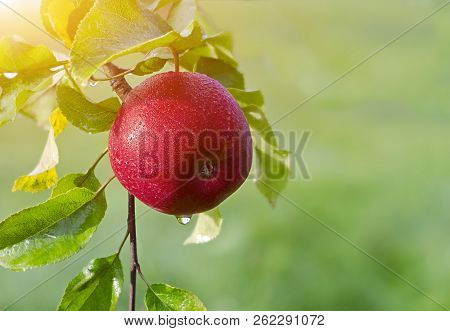 Red Apple On The Branch. Leningrad Region, Russia