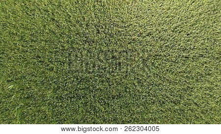 Green Wheat In The Field, Top View With A Drone. Texture Of Wheat Green Background