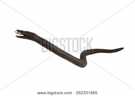 Creeping Wooden Snake Isolated On A White Background.