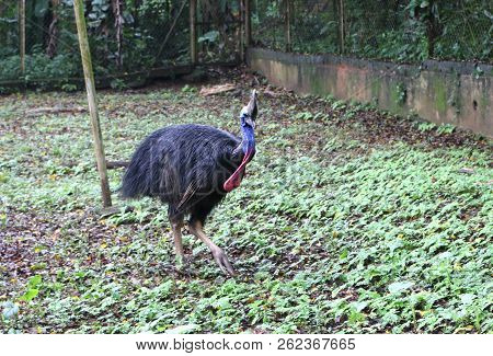 Cassowary Bird Are Ratites (flightless Birds Without A Keel On Their Sternum Bone)