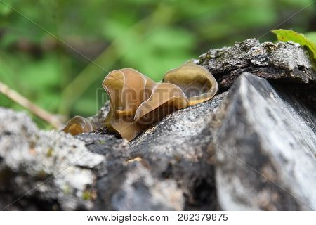 Auricularia Auricula-judae, Delicious Judas Ear Mushrooms Grows On Wood. Healing Mushroom In Forest.
