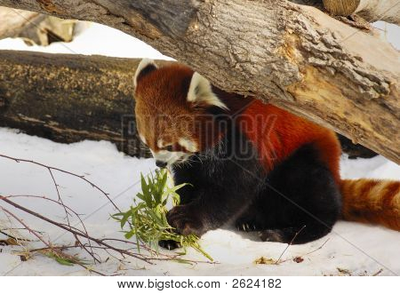 Røde Panda