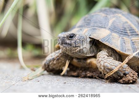 Turtle