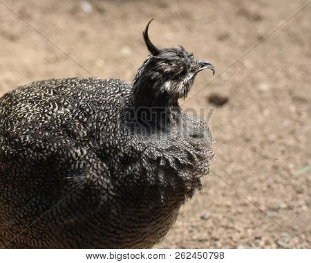Close Up Look At An Elegant Crested Tinamou Bird.