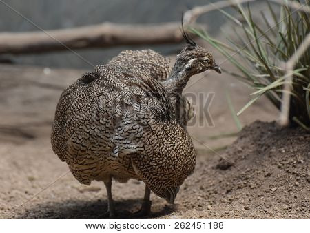 Pretty Pattern On The Feathers Of An Elegant Crested Tinamou