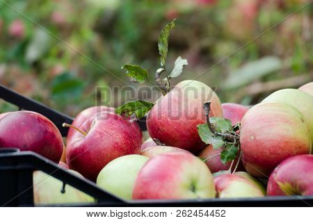 Close-up Detail Of A Chest Full Of Freshly Harvested Apples
