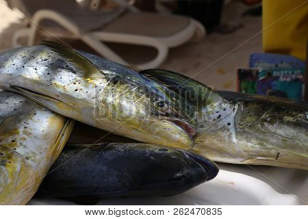 Fresh Fish / Fresh Fish Caught In The Sea